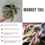 Rare Monkey Tail Cactus Live Plant in 2 Inch Pot, Trailing Cactus Succulent for Indoor Outdoor Planting