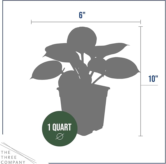 Live Perennial Hosta - Patriot (3 Plants Per Pack) Beautiful Accent Plant, 10" Tall by 4" Wide in 1 Qt Pot