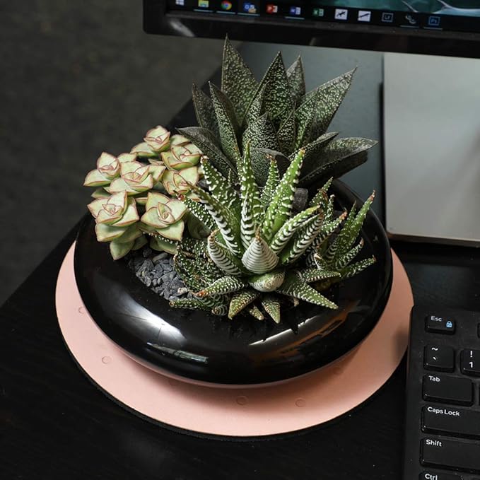 Altman Plants, Assorted Succulents Plants Live Houseplants (12PK), Succulent Plants Home Office Plants Live Indoor Plants, Live Plants Indoor House Plants, Easy Care Plants, Desk Plants Kitchen Plants