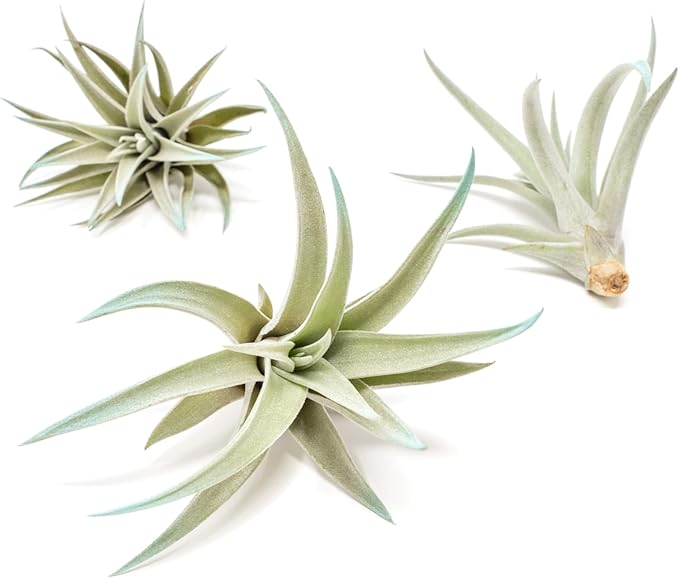 Light Blue Colorful Tillandsia Air Plants -Long Lasting Color Enhanced Live Tillandsia Succulent House Plants - Home and Garden Decor -Easy Care Indoor/Outdoor Plants (Harrisii, Pack of 3)
