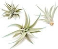 Light Blue Colorful Tillandsia Air Plants -Long Lasting Color Enhanced Live Tillandsia Succulent House Plants - Home and Garden Decor -Easy Care Indoor/Outdoor Plants (Harrisii, Pack of 3)