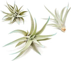 Light Blue Colorful Tillandsia Air Plants -Long Lasting Color Enhanced Live Tillandsia Succulent House Plants - Home and Garden Decor -Easy Care Indoor/Outdoor Plants (Harrisii, Pack of 3)