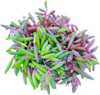 Live Succulent 4" Othonna Capensis Ruby Necklace, Succulents Plants Live, Succulent Plants Fully Rooted, House Plant for Home Office Decoration, DIY Projects, Party Favor Gift by The Succulent Cult