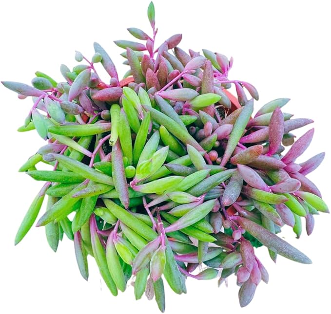 Live Succulent 4" Othonna Capensis Ruby Necklace, Succulents Plants Live, Succulent Plants Fully Rooted, House Plant for Home Office Decoration, DIY Projects, Party Favor Gift by The Succulent Cult