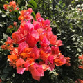 2 Bougainvillea Live Plants, Tropical Bougainvillea Flowering Vine, Fast Growing Outdoor and Container Plant, 4-8'' Tall (Orange Blooms)