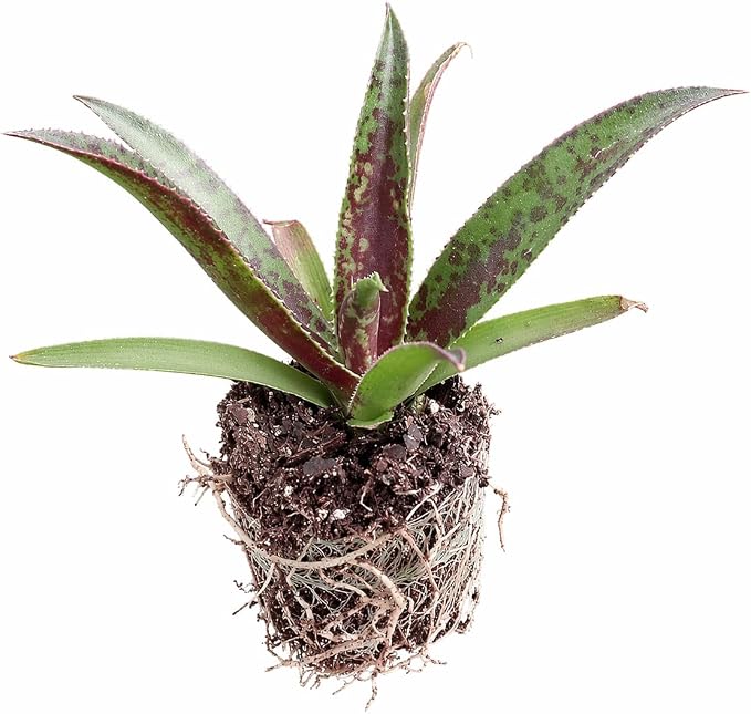 Mangave 'Thunderbird', 1.5" Plug - Live Succulent Plant, Agave Like Rosette, Low Maintenance Indoor Outdoor Plant for Home Garden Decor, Beginner-Friendly Live Plants