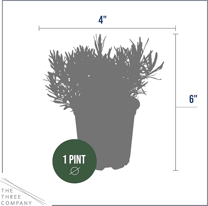Live Aromatic and Edible Herb - Lavender (6 Per Pack), Natural Sleep Enhancer, 6" Tall by 4" Wide in 1 Pint Pot