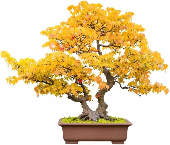Bonsai Tree Seeds, Trident Maple | 20+ Seeds | Highly Prized for Bonsai, (Acer buergerianum) 20+Seeds