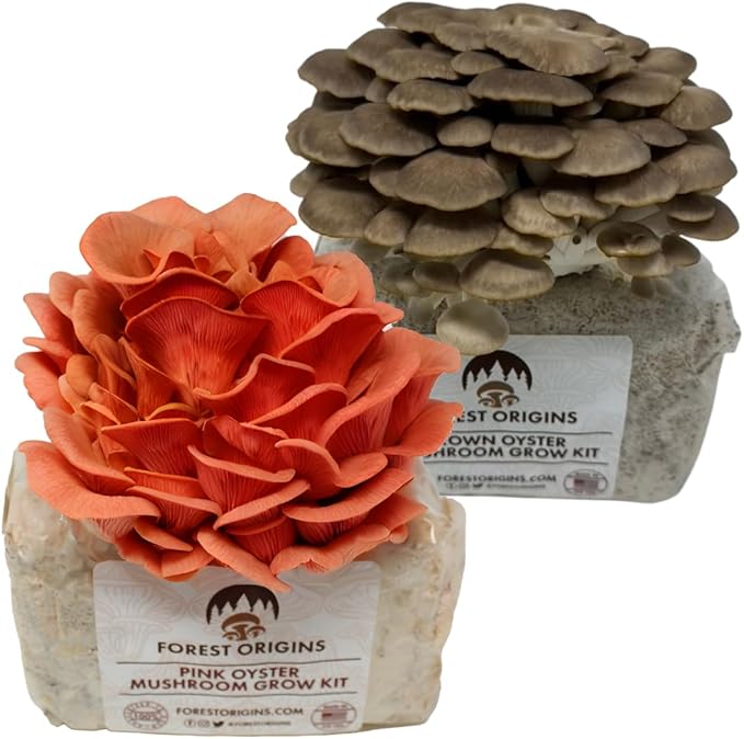 Forest Origins Oyster Mushroom Grow Kit 2-Pack, Pink and Brown Varieties, Harvest in 10 Days, Beginner Friendly, Handmade in California USA, Unique Gift Set