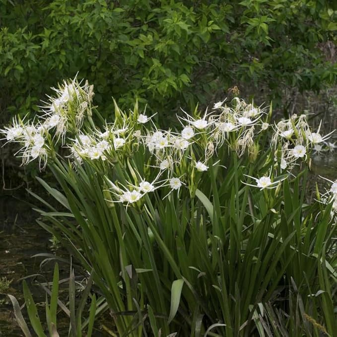 Chalily Spider Lily, a Great Live Pond Plant for Your Water Garden. Filters The koi and Goldfish Pond. Good for Bogs, Plant Shelf or Shallow Water This marginal Aquatic is a Real Beauty