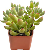 Sprout N Green Cotyledon Pendens, Live Mini Succulent Plant Fully Rooted in 2in Pot, Real House Plant for Home Office Wedding Decoration DIY Projects Party Favor, Keep Away from Pets