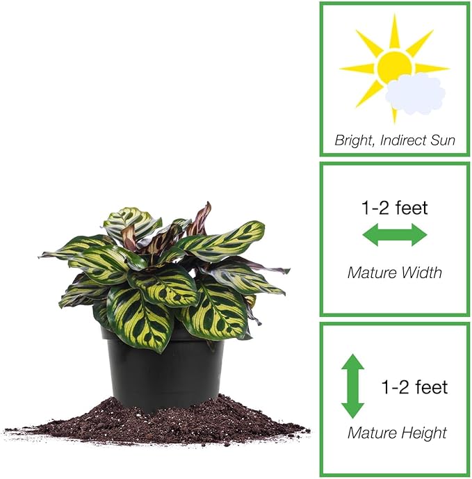 PERFECT PLANTS Peacock Calathea in a 6in. Growers Pot | Beautiful Indoor Prayer Plant Variety | Unique Easy Care Houseplant