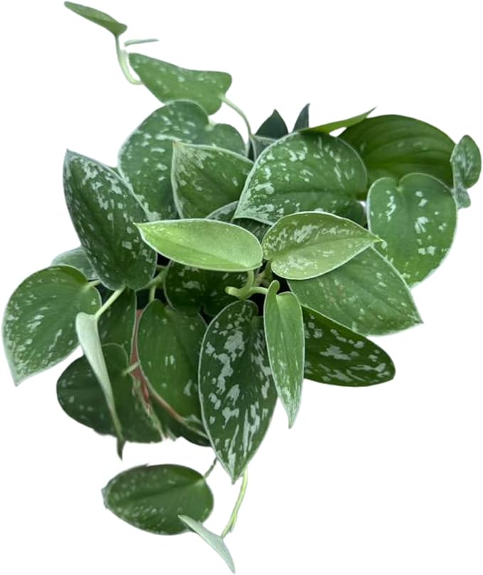 PLANTVERS Silver Pothos in 4" Grow Pot – Scindapsus Pictus – Live Trailing Indoor Houseplant – Easy Care Air Purifying Plant – Low Maintenance Tropical Plant for Home or Office