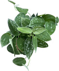 PLANTVERS Silver Pothos in 4" Grow Pot – Scindapsus Pictus – Live Trailing Indoor Houseplant – Easy Care Air Purifying Plant – Low Maintenance Tropical Plant for Home or Office