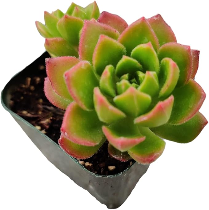 Live Succulent Cactus Plants (2" Pot Sedeveria 'Letizia')