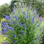 Light Blue Butterfly Bush Live Shrub Plant Shrub, Buddleia Bush Well Rooted, 5 to 10 Inc Tall