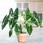 2 Frydek Alocasia Plants Live Houseplant for Indoor Outdoor Growing, 4 to 8 Inches Tall, Rare and Hardy