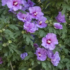 5 Rose of Sharon Tree Plant | Cold Hardy 6–12 Inch Mixed Color: Red, Blue, Pink, Purple, White | Hardy Flowering Shrubs for Borders, Hedges & Summer Gardens