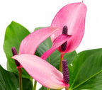Anthurium Purple Zizou Flowering Live Plant, Houseplant with Long Lasting Blooms, Easy-Care Anthurium for Indoor Decor