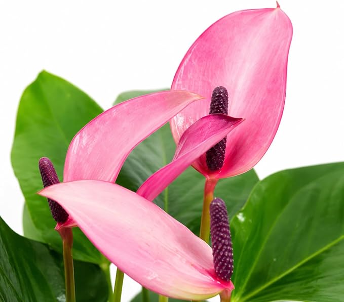 Anthurium Purple Zizou Flowering Live Plant, Houseplant with Long Lasting Blooms, Easy-Care Anthurium for Indoor Decor