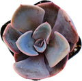 Live Succulent Cactus Plants (2" Pot Echeveria Dusty Rose)
