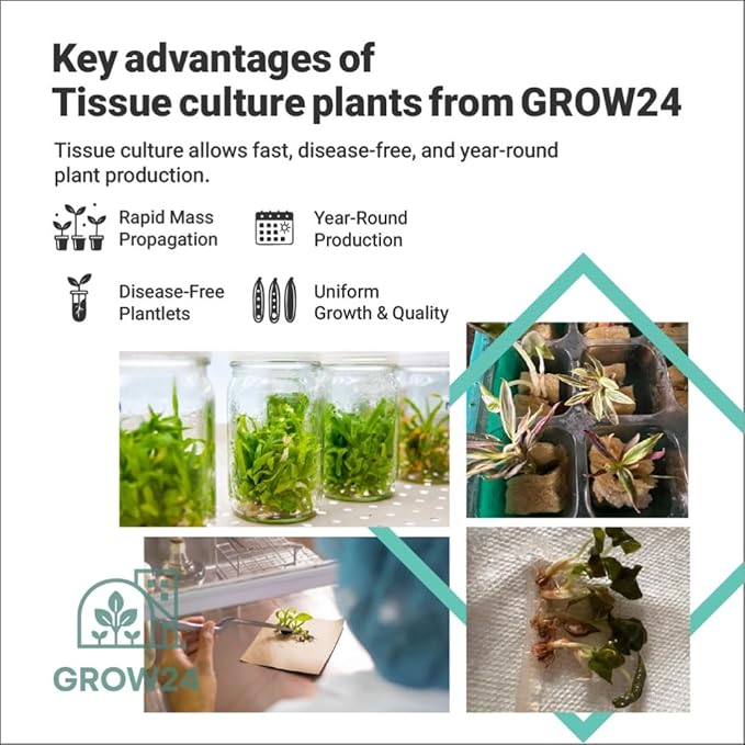 GROW24 Live Vanilla Orchid Plant Starter (Vanilla planifolia), Tissue Culture Source and Free pathogen, 2 Pack of 5 pots (2)