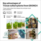 GROW24 Live Vanilla Orchid Plant Starter (Vanilla planifolia), Tissue Culture Source and Free pathogen, 2 Pack of 5 pots (3)