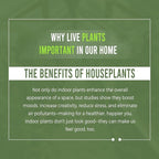 LEAL PLANTS ECUADOR Philodendron Melanochrysum|Exotic Indoor Houseplant for Living Room | Live Philodendron Plant |Beautiful Dark Melanochrysum for Home Decor