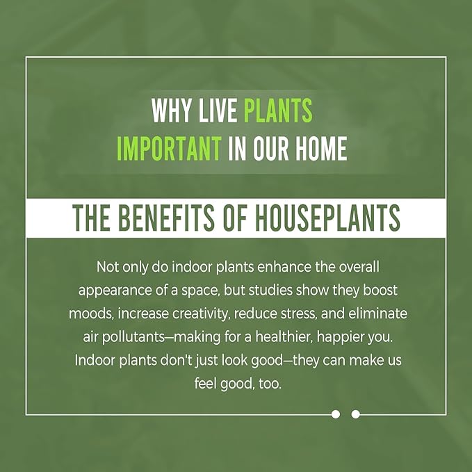 LEAL PLANTS ECUADOR Philodendron Melanochrysum|Exotic Indoor Houseplant for Living Room | Live Philodendron Plant |Beautiful Dark Melanochrysum for Home Decor