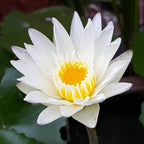 Nymphaea Colossea White Hardy Water Lily Rhizome Live Aquarium Plant BUY2GET1FREE