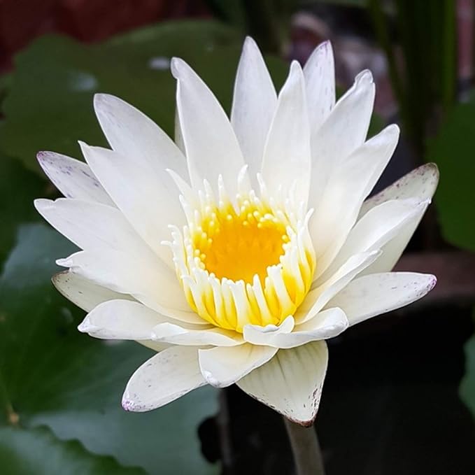Nymphaea Colossea White Hardy Water Lily Rhizome Live Aquarium Plant BUY2GET1FREE