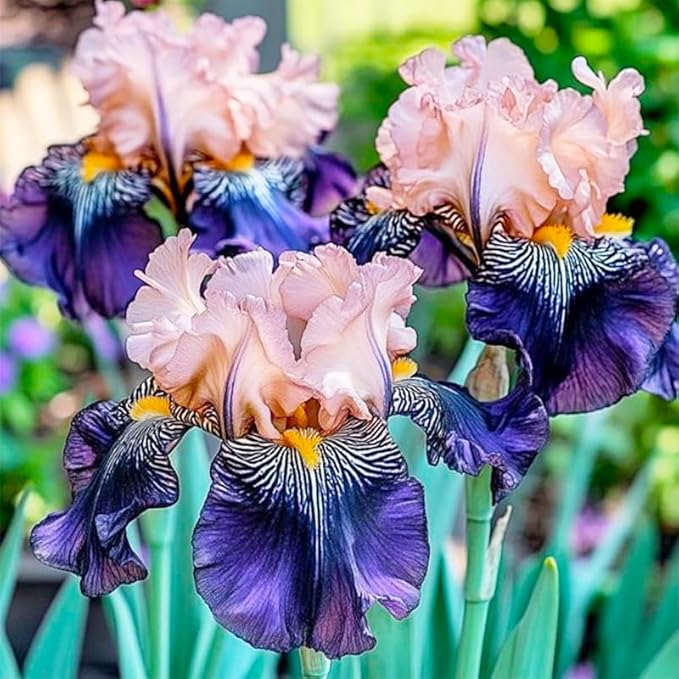 220+ Rare Heirloom Iris Seeds for Planting-Beautiful and Colorful Blooms for Your Garden-Non-GMO Heirloom Plant Seeds