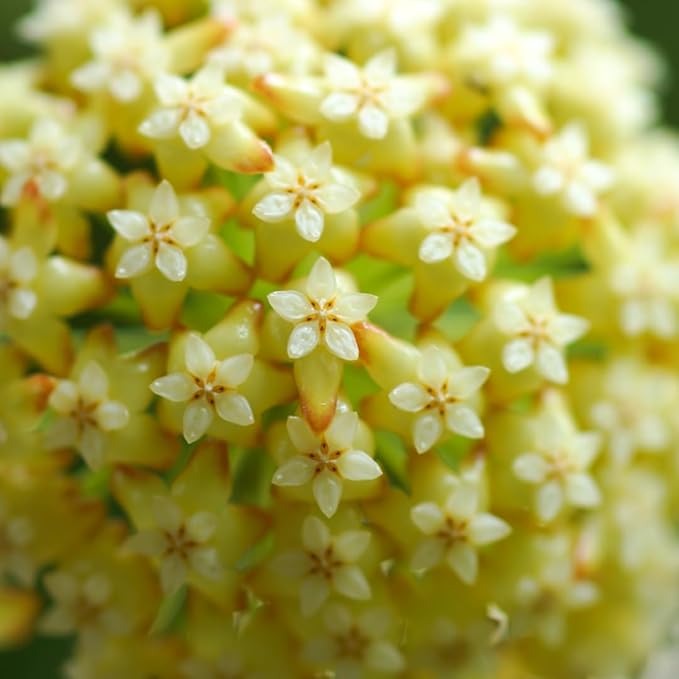 2 Light Yellow Hoya Plants Live Houseplants, Indoor Outdoor Planting, Starter 5-8 Inches in Tall, Well-Rooted for Zones 9-11