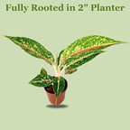 Aglaonema Night Sparkle Live Plant in 2" Pot Plants - Aglaonema Live Plant - Easy to Grow Air Purifying Indoor House Plants Flowers for Home Office Wedding Decor & Birthday Gift(Heat Pack Included)
