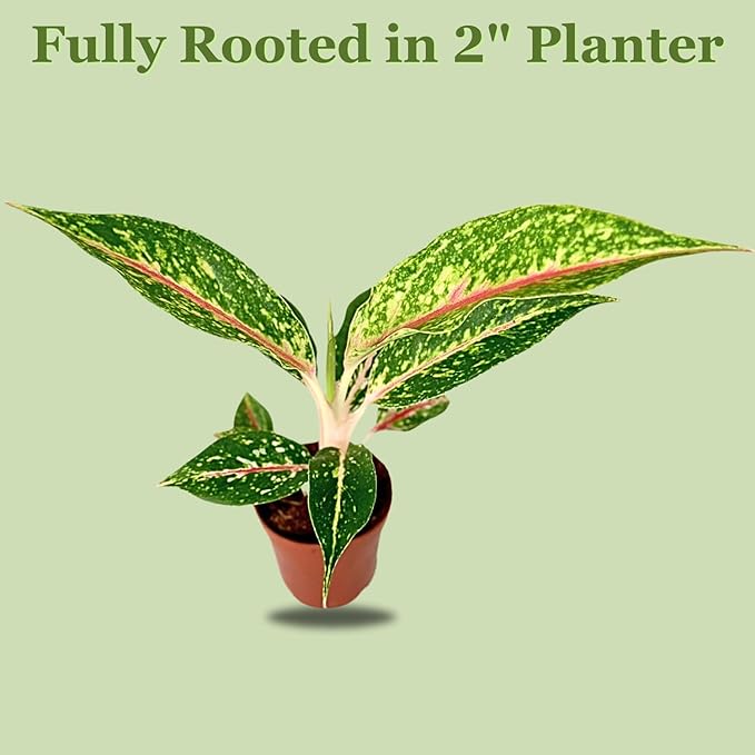 Aglaonema Night Sparkle Live Plant in 2" Pot Plants - Aglaonema Live Plant - Easy to Grow Air Purifying Indoor House Plants Flowers for Home Office Wedding Decor & Birthday Gift(Heat Pack Included)