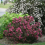 Green Promise Farms Wine & Roses` (Weigela) Shrub, #3-Size Container, Pink Flowers