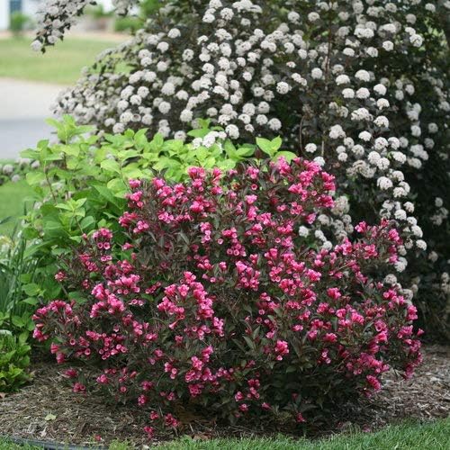 Green Promise Farms Wine & Roses` (Weigela) Shrub, #3-Size Container, Pink Flowers
