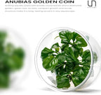 UNS Snail Free TC Anubias Golden Coin (Anubias sp.) – Low Light, Bright Green Color, Foreground to Midground Aquarium Placement for Beginner, Rounded Leaf - Tissue Culture, 1 Pack