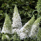White Butterfly Bush Live Shrub Plant Shrub, Buddleia Bush Well Rooted, 5 to 10 Inc Tall