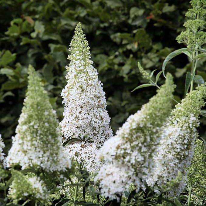 White Butterfly Bush Live Shrub Plant Shrub, Buddleia Bush Well Rooted, 5 to 10 Inc Tall