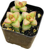 Live Succulent Cactus Plants (2" Pot Crassula Brevifolia)