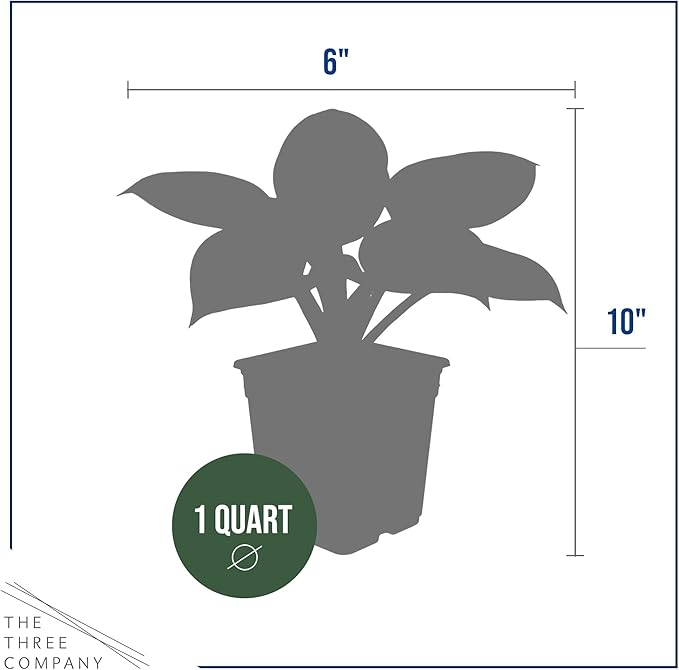 Live Perennial Hosta - Pilgrim (3 Plants Per Pack) Beautiful Accent Plant, 10" Tall by 4" Wide in 1 Qt Pot