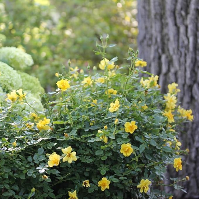 Fragrant Yellow Rose Plant Live Bush Shrub, Old-Fashioned Rose Summer Rebloomer in 4 Inch Pot