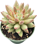 4" Live Succulent Plants Echeveria 'Goldfish', Easy Care Potted Succulents, Indoor Houseplant, Unique Gifts, Home Office Décor