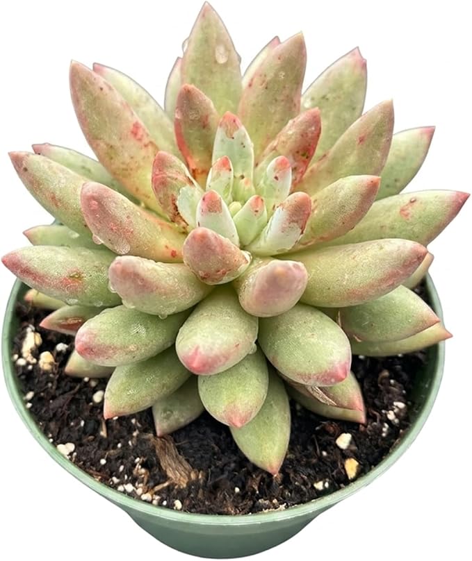 4" Live Succulent Plants Echeveria 'Goldfish', Easy Care Potted Succulents, Indoor Houseplant, Unique Gifts, Home Office Décor