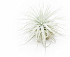3 PCs Small Tectorum Ecuador Air Plant - Live Tillandsia Succulent House Plants - Available in Wholesale and Bulk - Home and Garden Decor - Easy Care Indoor/Outdoor Air Plant
