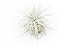 Small Tectorum Ecuador Air Plant - Live Tillandsia Succulent House Plants - Available in Wholesale and Bulk - Home and Garden Decor - Easy Care Indoor and Outdoor Plants (Small-1 PC)