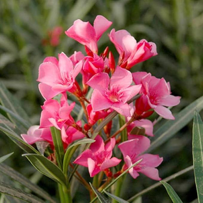 2 Pink Oleander Plants Live, 4-8" Tall Starter Plant, Hardy Flowering Shrub for Outdoor Garden