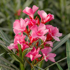 2 Pink Oleander Plants Live, 4-8" Tall Starter Plant, Hardy Flowering Shrub for Outdoor Garden