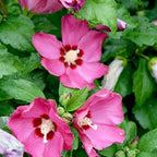 5 Rose of Sharon Tree Plant | Cold Hardy 6–12 Inch Mixed Color: Red, Blue, Pink, Purple, White | Hardy Flowering Shrubs for Borders, Hedges & Summer Gardens